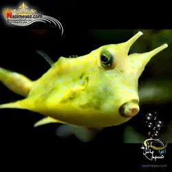 گاو ماهی شاخ بلند آب شور