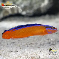 ماهی نئون داتی بک آب شور
