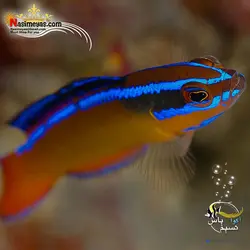ماهی نئون داتی بک آب شور