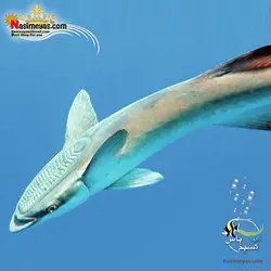 ماهی نظافتچی ریمورا آب شور