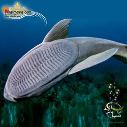 ماهی نظافتچی ریمورا آب شور