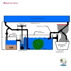 رفیوجیوم آب شور ریف اختاپوس