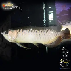 ماهی آروانا های بک شناسنامه دار سایز بزرگ