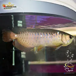 ماهی آروانا های بک شناسنامه دار سایز بزرگ