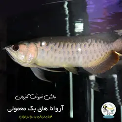 ماهی آروانا های بک شناسنامه دار سایز بزرگ