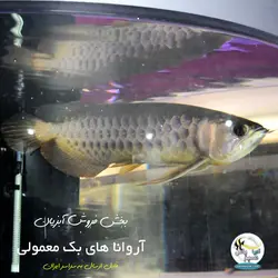 ماهی آروانا های بک شناسنامه دار سایز بزرگ