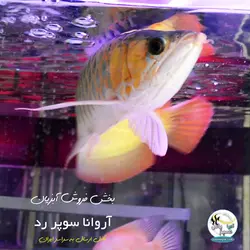 ماهی آروانا سوپر رد با چیپ و شناسنامه سایز بزرگ