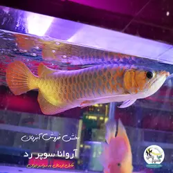 ماهی آروانا سوپر رد با چیپ و شناسنامه سایز بزرگ