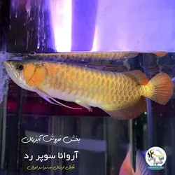 ماهی آروانا سوپر رد با چیپ و شناسنامه سایز بزرگ