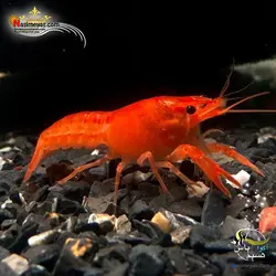 لابستر نئون رد درجه یک آب شیرین