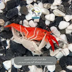 لابستر نئون رد درجه یک آب شیرین