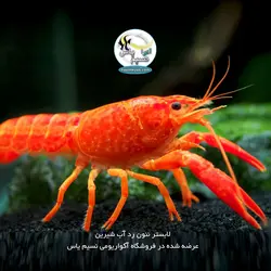 لابستر نئون رد درجه یک آب شیرین
