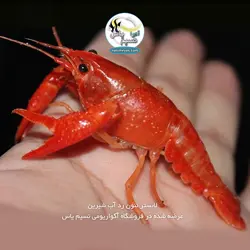 لابستر نئون رد درجه یک آب شیرین