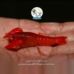 لابستر نئون رد درجه یک آب شیرین