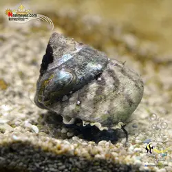 حلزون آب شور