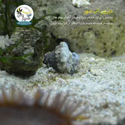 حلزون آب شور