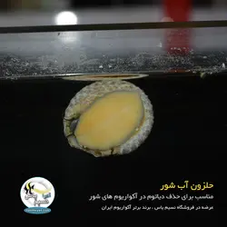 حلزون آب شور
