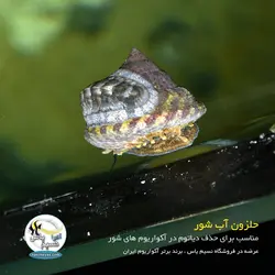 حلزون آب شور