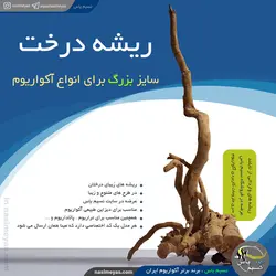 ریشه درخت طبیعی سایز بزرگ دیزاین آکواریوم