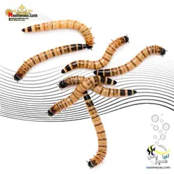 سوپر ورم زنده غذای طبیعی برای ماهیان و خزندگان