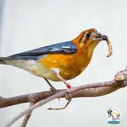 سوپر ورم زنده غذای طبیعی برای ماهیان و خزندگان