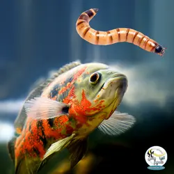 سوپر ورم زنده غذای طبیعی برای ماهیان و خزندگان