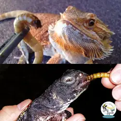 سوپر ورم زنده غذای طبیعی برای ماهیان و خزندگان