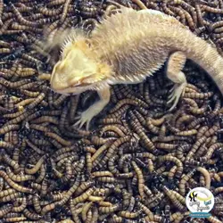 سوپر ورم زنده غذای طبیعی برای ماهیان و خزندگان