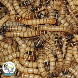 سوپر ورم زنده غذای طبیعی برای ماهیان و خزندگان