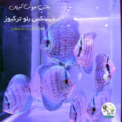 ماهی دیسکس بلو ترکیوز
