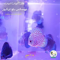 ماهی دیسکس بلو ترکیوز