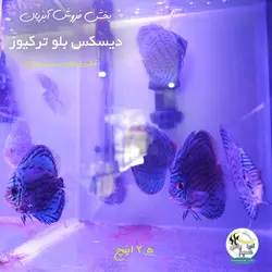 ماهی دیسکس بلو ترکیوز