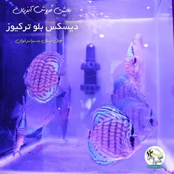 ماهی دیسکس بلو ترکیوز