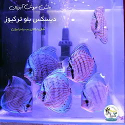 ماهی دیسکس بلو ترکیوز