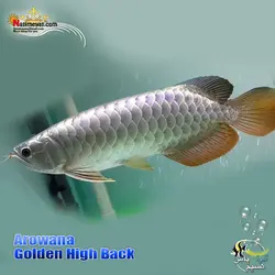 ماهی آروانا گلدن های بک شناسنامه دار golden high back