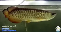ماهی آروانا گلدن های بک شناسنامه دار golden high back