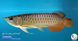 ماهی آروانا گلدن های بک شناسنامه دار golden high back