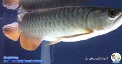 ماهی آروانا گلدن های بک شناسنامه دار golden high back