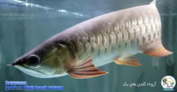 ماهی آروانا گلدن های بک شناسنامه دار golden high back