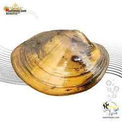 صدف آکواریوم های آب شیرین