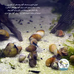 صدف آکواریوم های آب شیرین