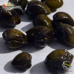 صدف آکواریوم های آب شیرین