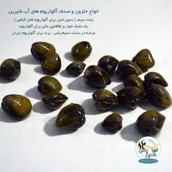 صدف آکواریوم های آب شیرین