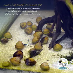 صدف آکواریوم های آب شیرین