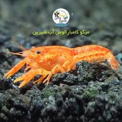 کامبارلوس نارنجی یا خرچنگ مینیاتوری آب شیرین