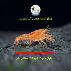 کامبارلوس نارنجی یا خرچنگ مینیاتوری آب شیرین