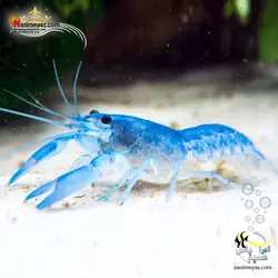 کامبارلوس آبی یا خرچنگ مینیاتوری آب شیرین