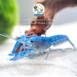 کامبارلوس آبی یا خرچنگ مینیاتوری آب شیرین