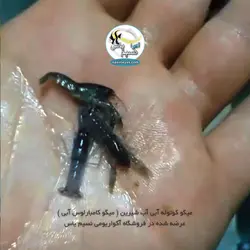کامبارلوس آبی یا خرچنگ مینیاتوری آب شیرین