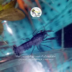 کامبارلوس آبی یا خرچنگ مینیاتوری آب شیرین